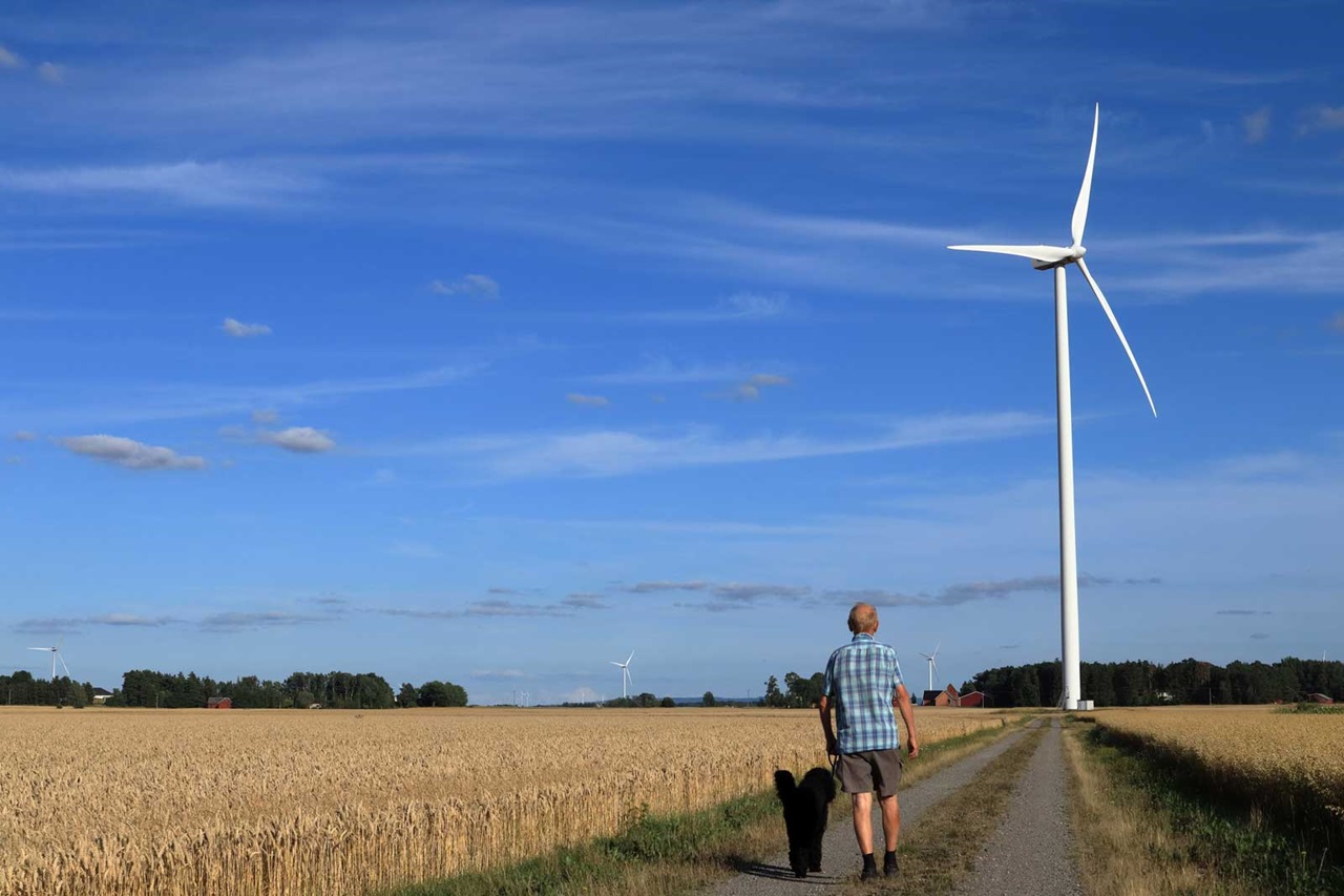 A man walks a black dog along a gravel path in a wheat field, with wind turbines and blue sky in the background.