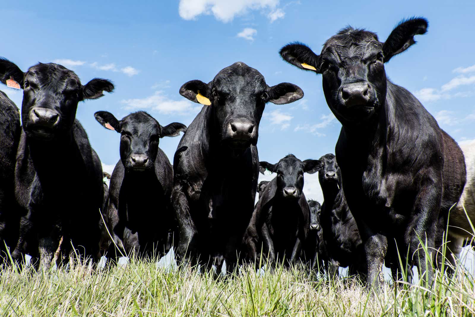 A herd of black cattle standing in green grass under a blue sky, with some cows facing the camera.